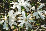 Photo Magnolia, blanc