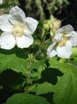 foto Raspberry Roxo-Floração, Thimbleberry, branco