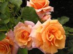 fotografija Polyantha Rose, oranžna