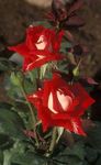 φωτογραφία Grandiflora Τριαντάφυλλο, κόκκινος