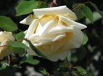 Foto Rambler Rose, Kletterrose, gelb
