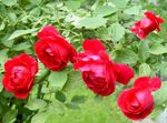 Photo Rambler Rose, Rose Escalade, rouge