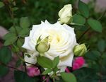fotografie Hybrid Čajové Růže, bílá