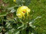 Foto Hibridni Čaj Ruža, žuta