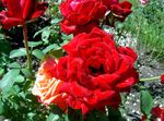 fotografie Hybrid Čajové Růže, červená