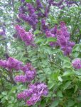 Foto Gewöhnlicher Flieder, Französisch Lilac, lila