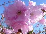 foto Prunus, Pruimenboom, pink