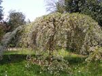 Foto Prunus, Ploomipuu, valge