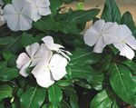 Photo Common Periwinkle, Creeping Myrtle, Flower-of-Death, white
