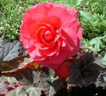 Nuotrauka Vaškas Begonia, Gumbai Begonia, rožinis