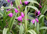 fénykép Föld Orchidea, A Csíkos Bletilla, rózsaszín