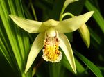 Foto Boden Orchidee, Die Gestreiften Bletilla, gelb