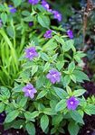 Bush Violet, Floare Safir