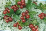 foto Lingonberry, Berg Cranberry, Vossebes, Foxberry, rood
