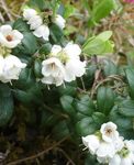 Foto Brūkleņu, Kalnu Dzērveņu, Foxberry, balts