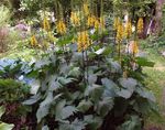 снимка Bigleaf Ligularia, Леопард Растение, Златна Кръстец, жълт
