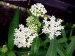 fotoğraf Bataklık Milkweed, Maypops, Gül Milkweed, Kırmızı Milkweed, beyaz