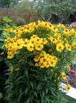 სურათი Sneezeweed, Helen-ის ყვავილების, Dogtooth Daisy, ყვითელი