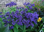 fotografie Heliotrop, Plante Plăcintă Cu Cireșe, albastru