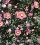 zdjęcie Gelipterum (Akroklinum, Rodanthe)), różowy