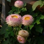 foto Strawflowers, Carta Margherita, rosa