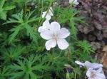 Photo Hardy geranium, Wild Geranium, white