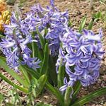 mynd Dutch Hyacinth, ljósblátt