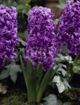 Photo Dutch Hyacinth, purple