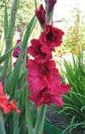 Photo Gladiolus, red