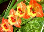 Photo Gladiolus, orange
