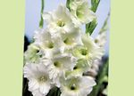 Photo Gladiolus, white