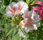 სურათი Atlasflower, გამოსამშვიდობებელი-ის გაზაფხულზე, Godetia, თეთრი