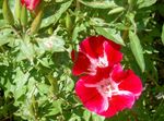Foto Atlasflower, Hüvasti-To-Kevadel, Godetia, punane