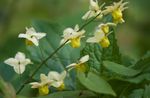 フォト ツメナガホオジロイカリソウ、メギ科イカリソウ属の植物, 黄