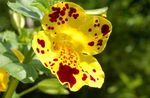 Foto Mērkaķis Zieds, dzeltens