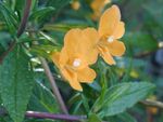 fotografija Lepljiv Monkeyflower, oranžna