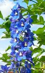 fotoğraf Hezaren Çiçeği, mavi