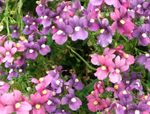 Photo Diascia, Twinspur, lilac