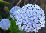 Photo Blue Lace Flower, Rottnest Island Daisy, light blue