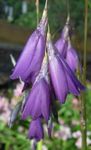 Foto Engels Angelrute, Feenhaften Stab, Wandflower, lila