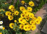 Photo Cape Marigold, African Daisy, yellow