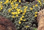 fotoğraf Douglasia, Kayalık Dağ Cüce Çuha Çiçeği, Vitaliana, sarı