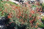 Îngustă California Fuchsia, Fuchsia Cărunt, Colibri Trompeta