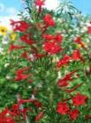 სურათი დგას კვიპაროსი, ალისფერი Gilia, წითელი