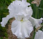 fotografija Iris, bela