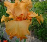 fotoğraf Iris, turuncu