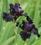 mynd Iris, svartur