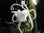 Spider Lily, Ismene, ზღვის ნარცისი