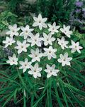 フォト 春の星の花, ホワイト