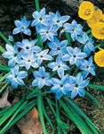 Nuotrauka Pavasarį Starflower, šviesiai mėlynas